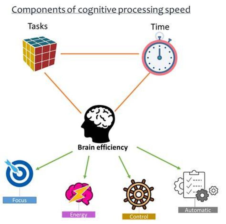 What part of the brain controls processing speed?