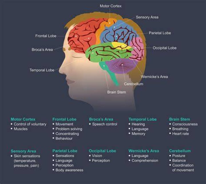 What part of the brain is affected by CFS?