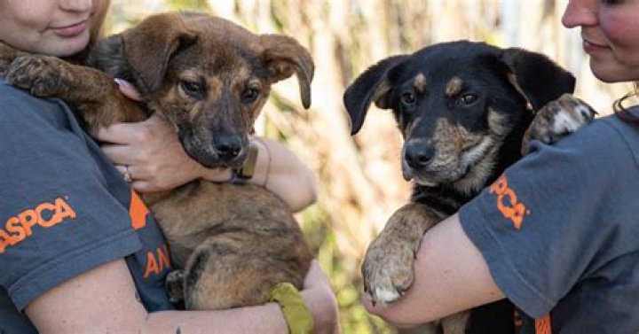 What percent of donations go to animals through the Aspca?