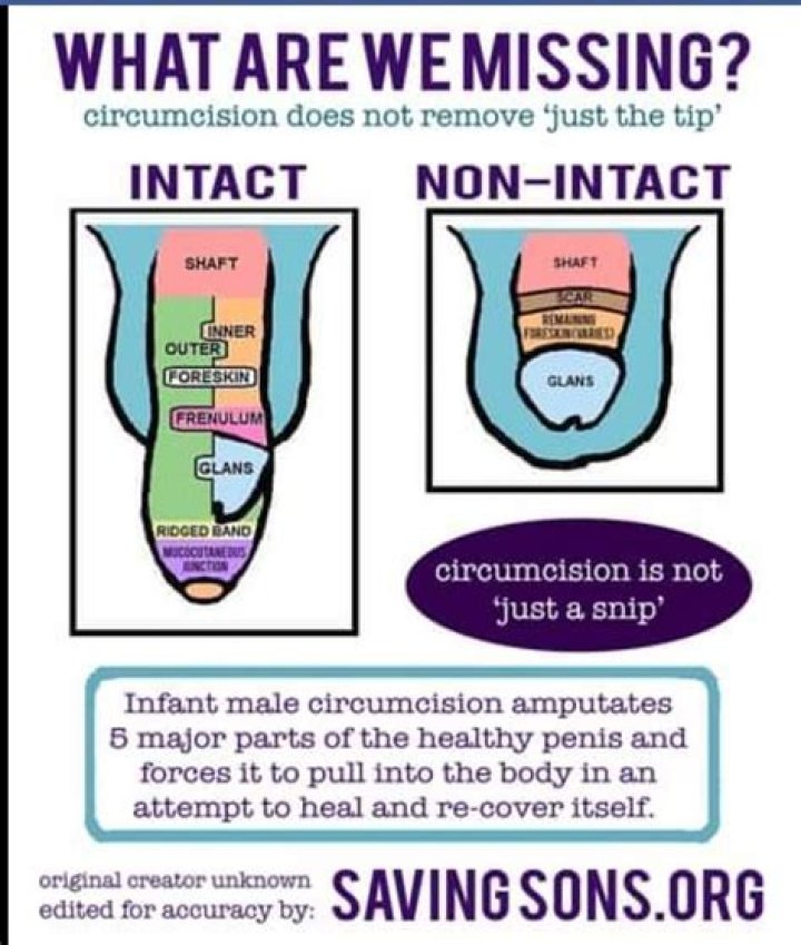 What percentage of adults get circumcised?