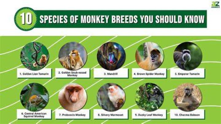 What personality type is a Monkey?