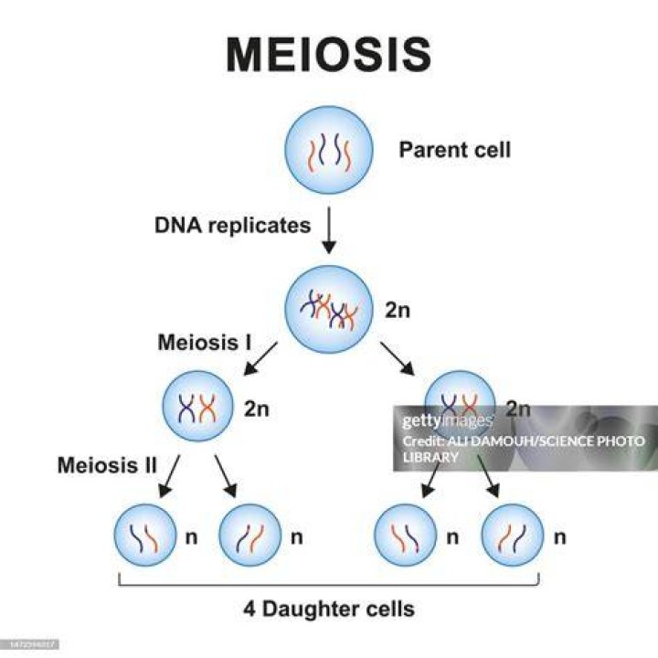What phase is DNA replicated in meiosis?