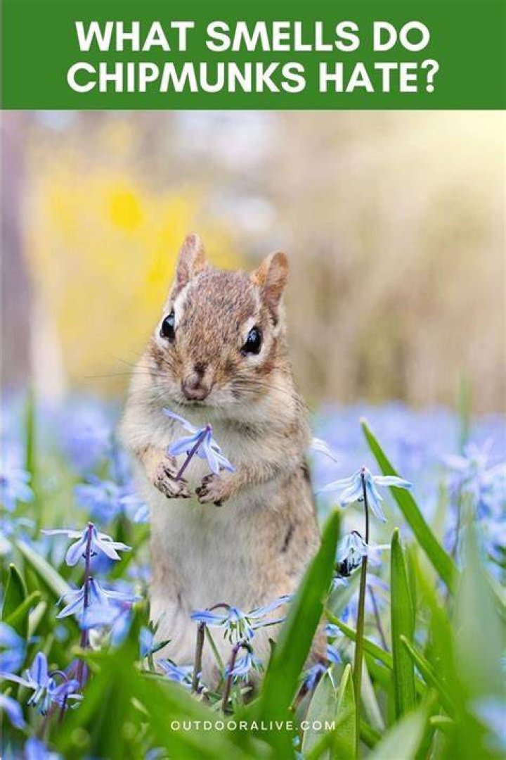 What plants do chipmunks and squirrels hate?