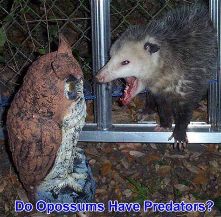 What predators do opossums have?