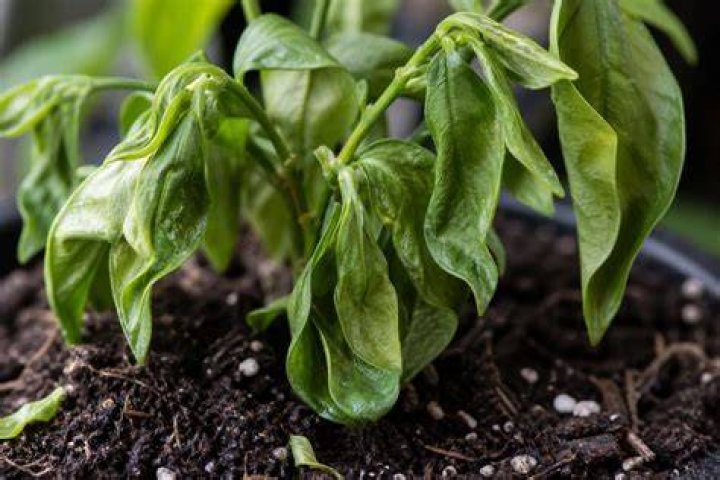 What problems can transplant shock cause?