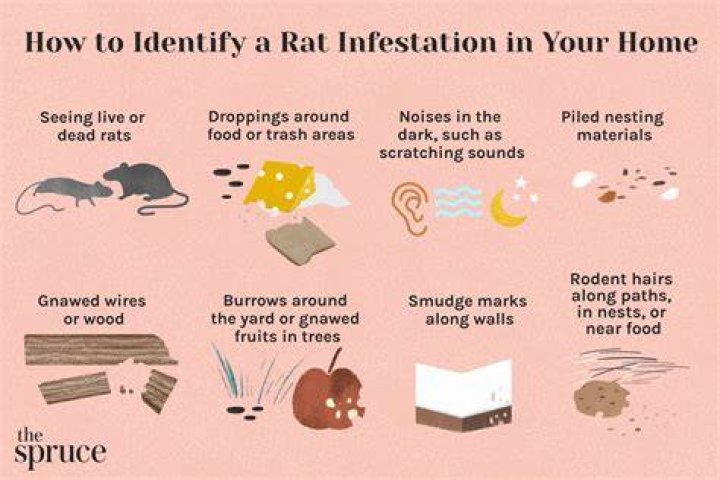 What problems do rats bring?