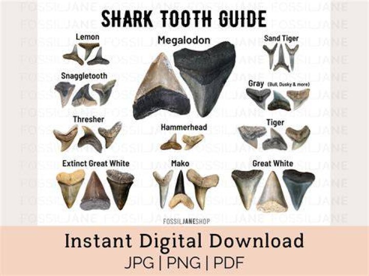 What rivers have shark teeth?