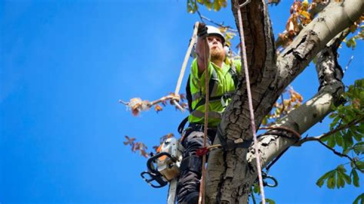 What rope do tree surgeons use?
