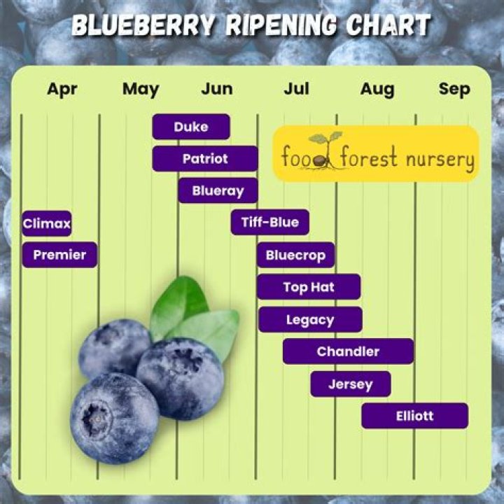 What season are blueberries?