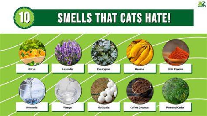 What seasonings do cats hate?