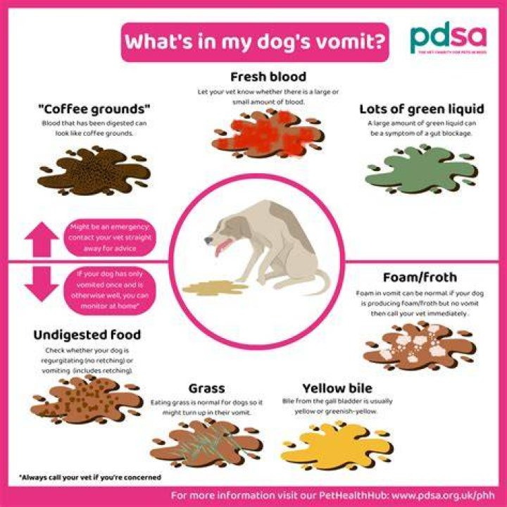 What should I feed my dog after vomiting?