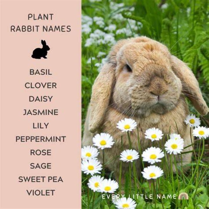 What should I name my bunny?