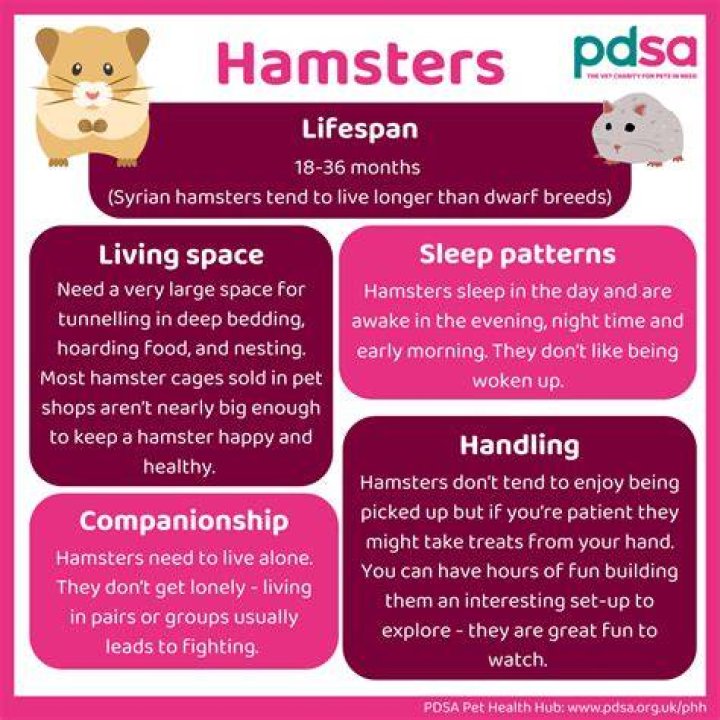 What should you not do with your hamster?
