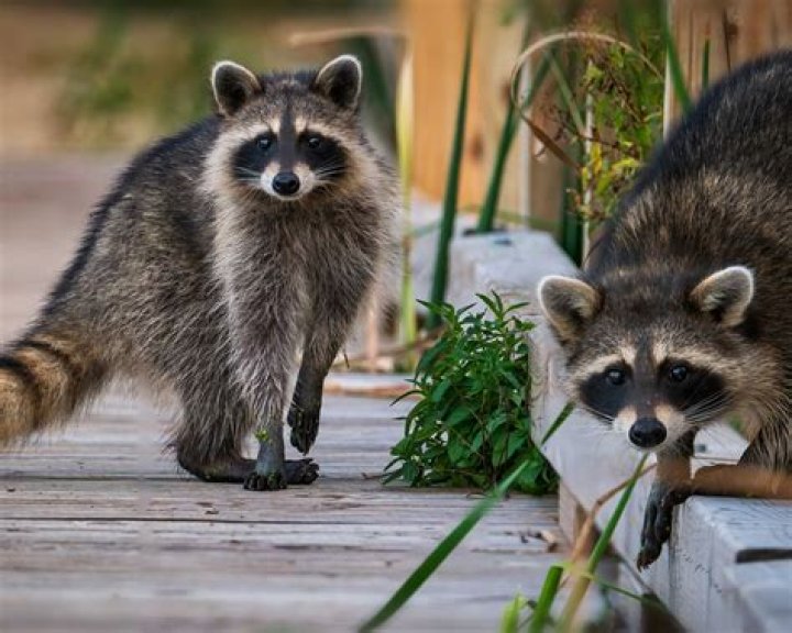 What smell deters raccoons?