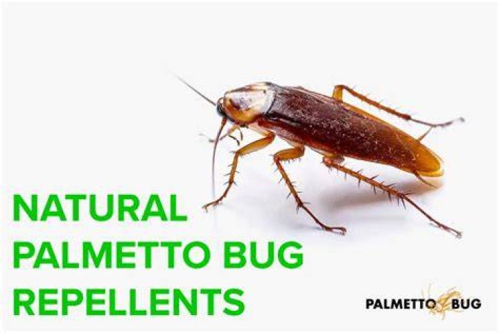 What smell do palmetto bugs hate?