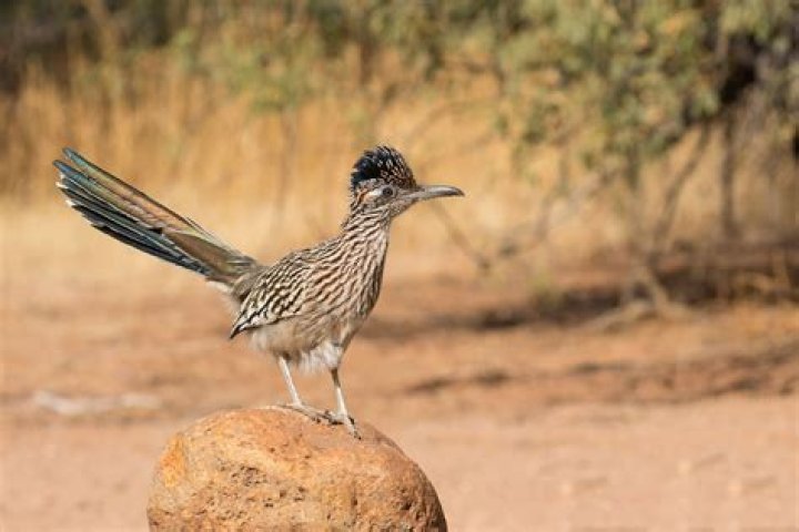 What states do roadrunners live in?