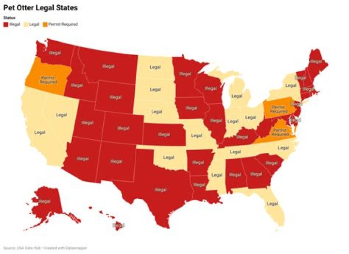 What states is it legal to own an owl?