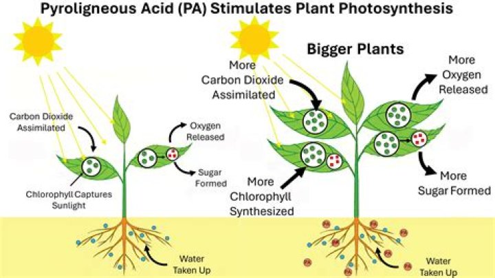 What stimulates plant growth?