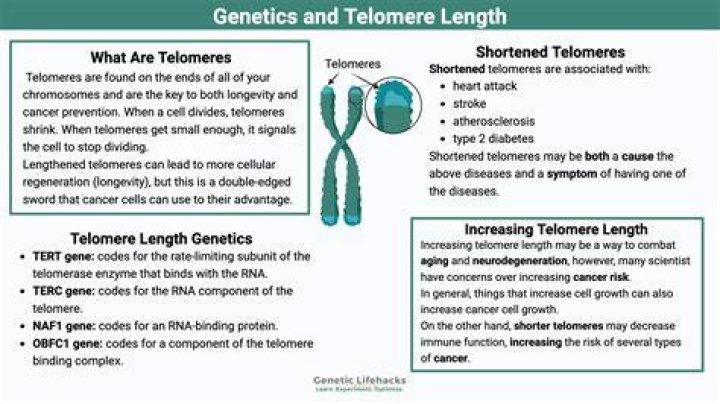 What supplements increase telomere length?