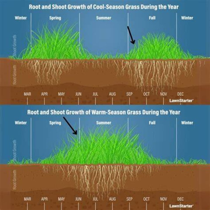 What temperature does grass start to green up?