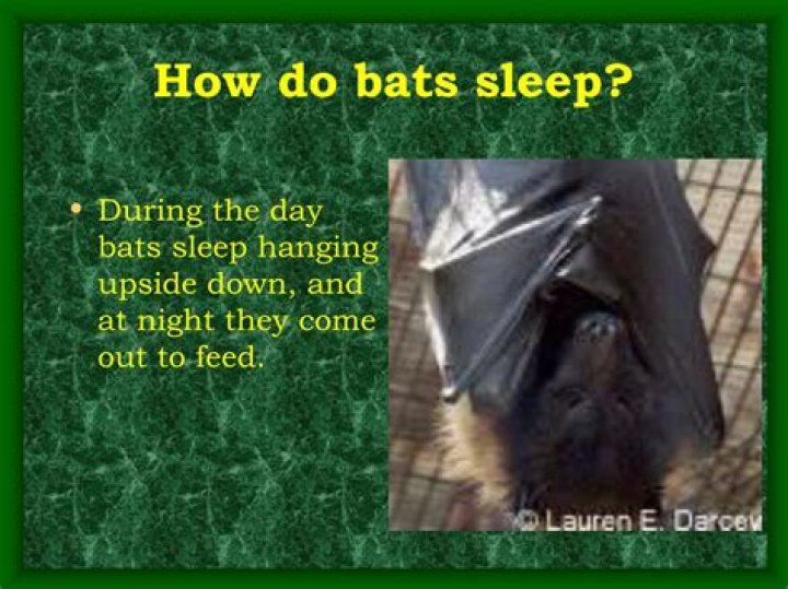 What time do bats go back to sleep?