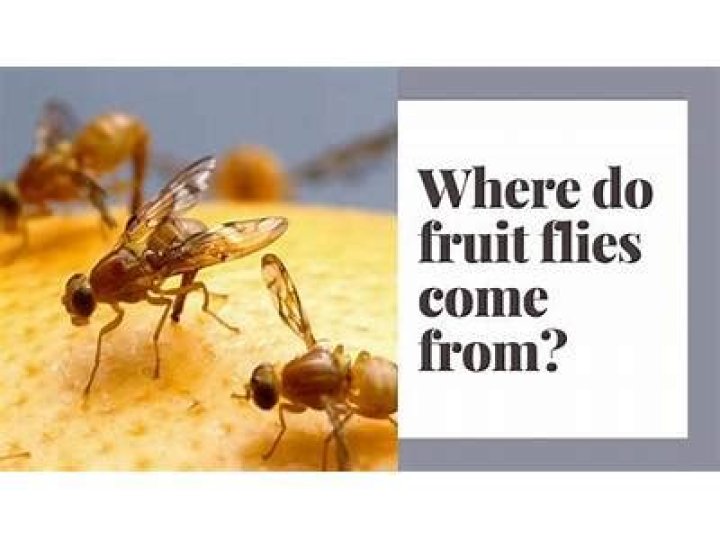 What time of day are fruit flies most active?