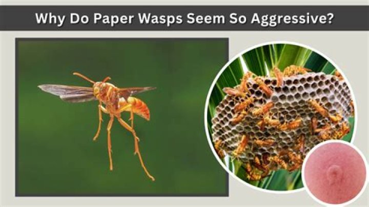 What time of day are wasps most aggressive?