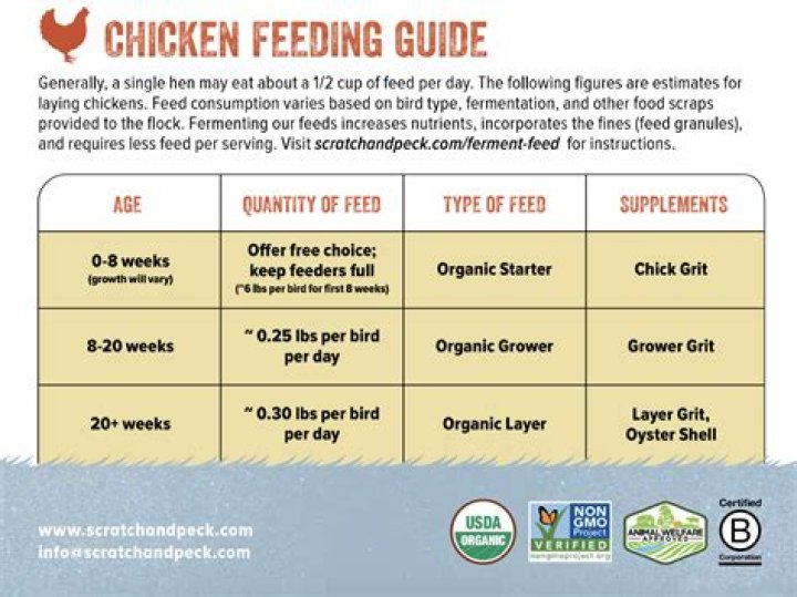 What time of day do you feed chickens?