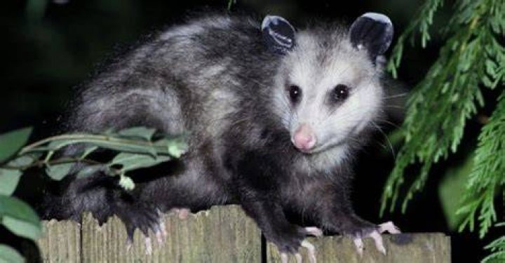 What time of night do possums come out?
