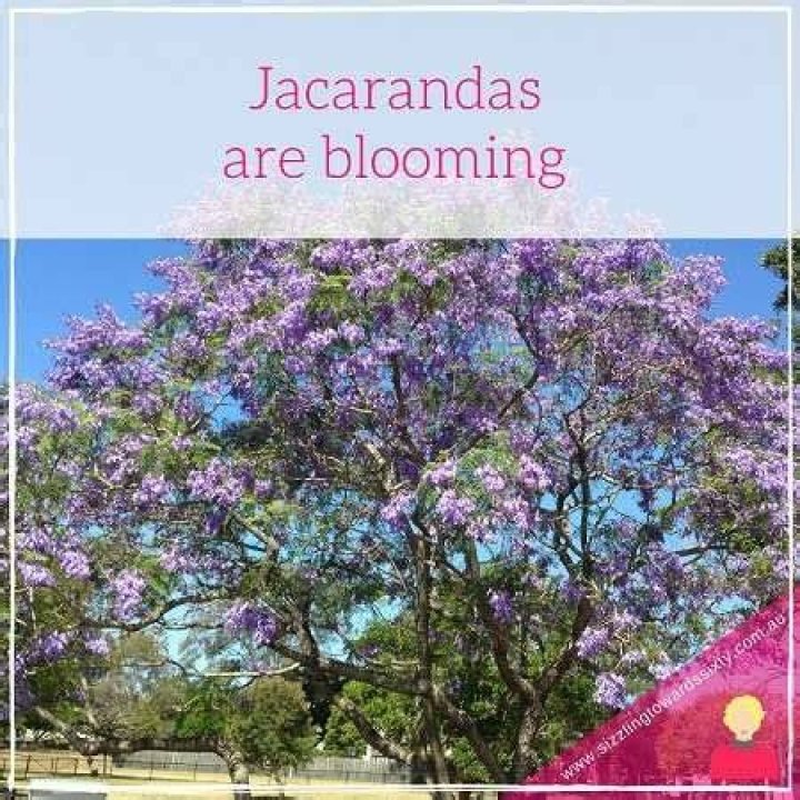 What time of year do jacarandas bloom?