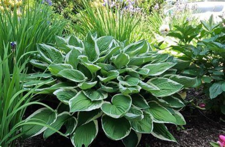 What time of year do you split hostas?