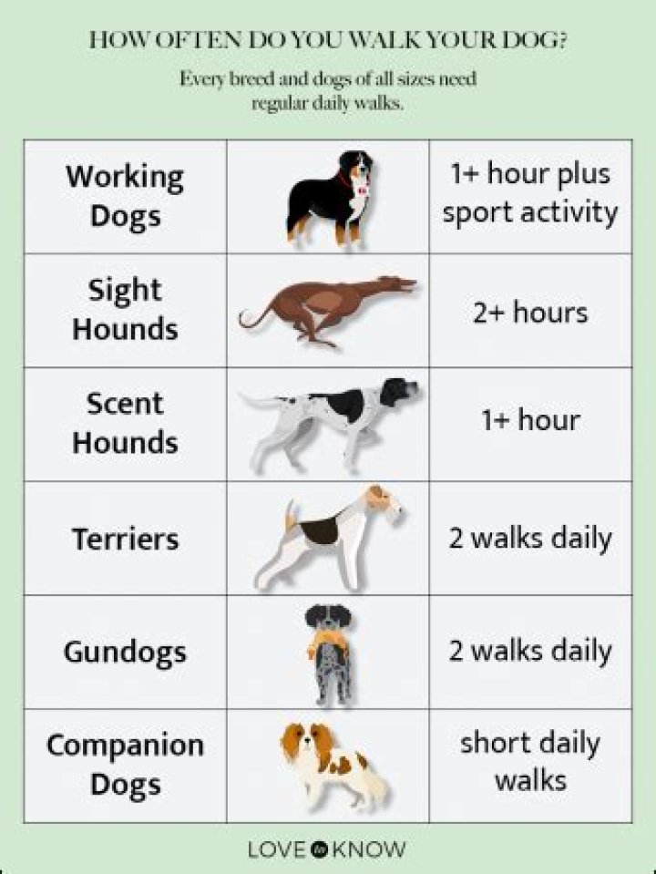 What time should dogs last walk be?