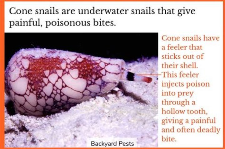 What to do if a snail bites you?