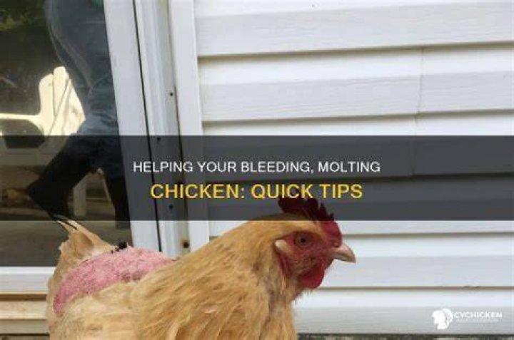 What to do if chicken is still bleeding?
