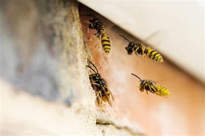What to do if wasps are in your walls?
