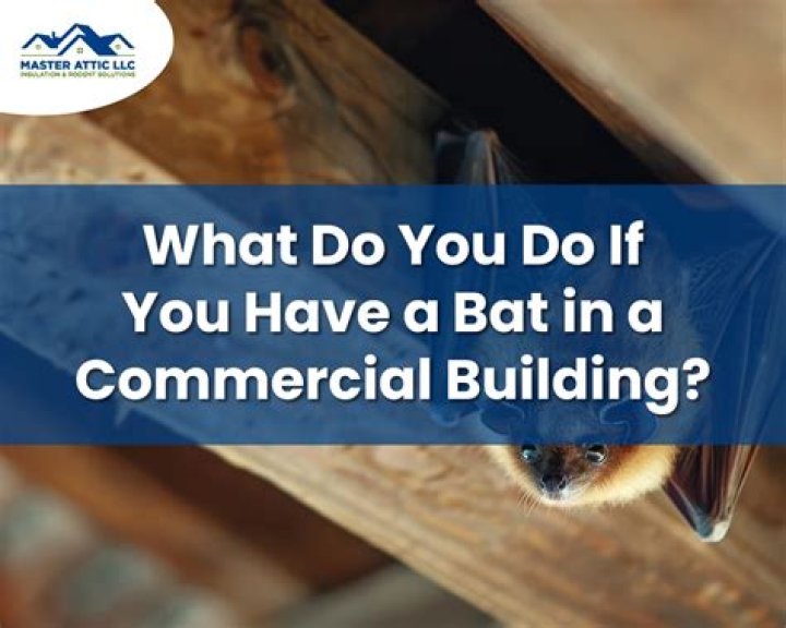 What to do if you see a bat?