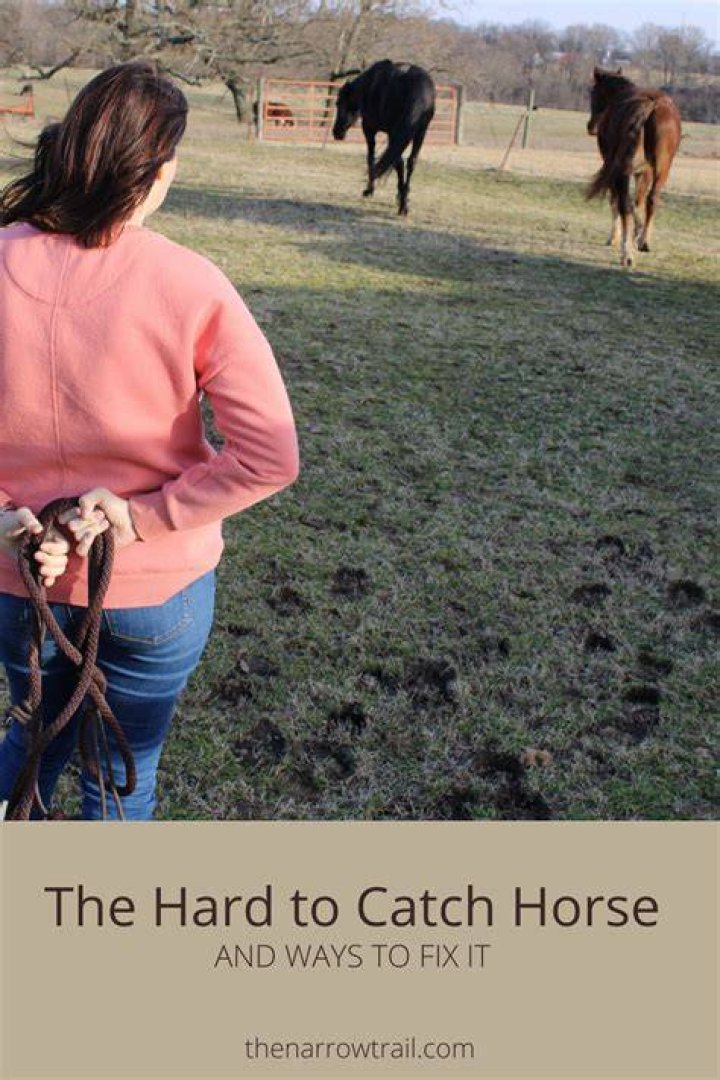 What to do with a horse thats hard to catch?