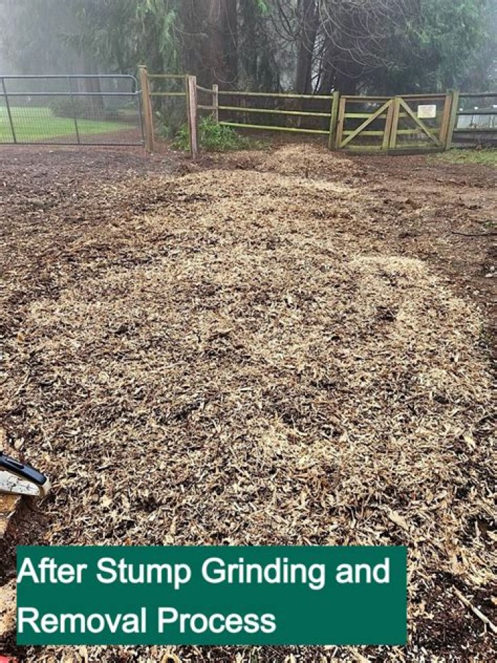 What to do with shavings from stump grinding?