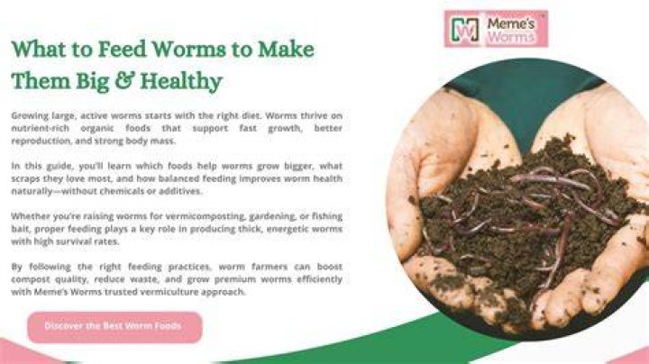 What to feed worms to make them big?