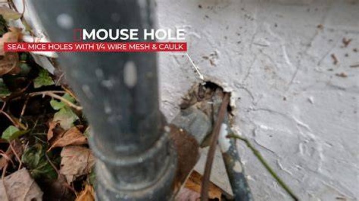 What to fill holes with to keep mice out?