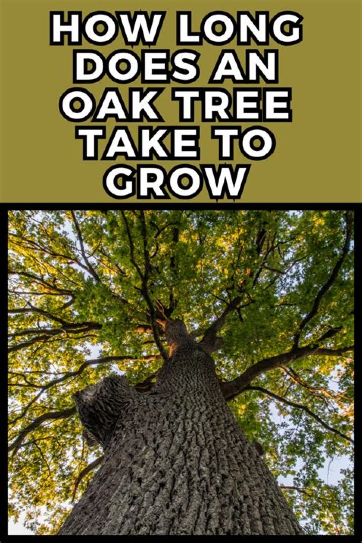 What tree takes the longest to mature?