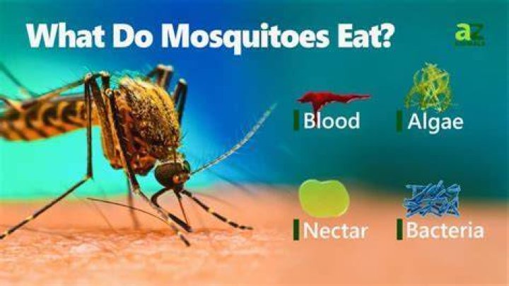 What type of bugs eat mosquitoes?