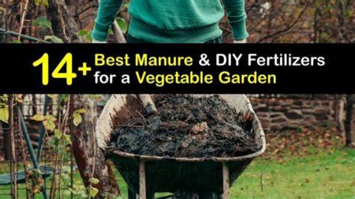What type of manure is best for vegetable garden?