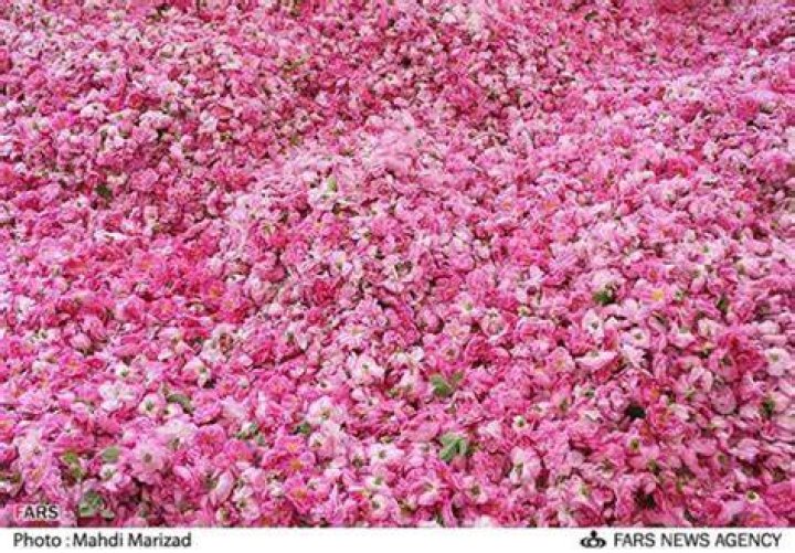 What was Prophet Muhammad Favourite flower?