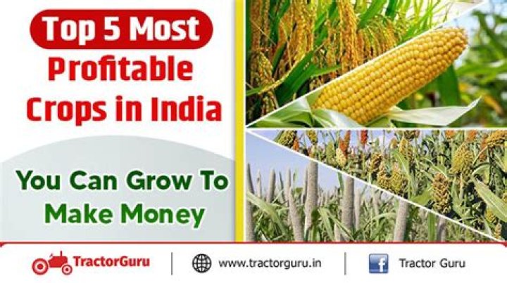 What was the first crop that was very profitable?