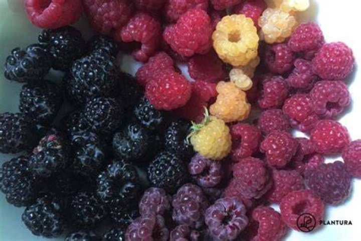 What were raspberries originally called?
