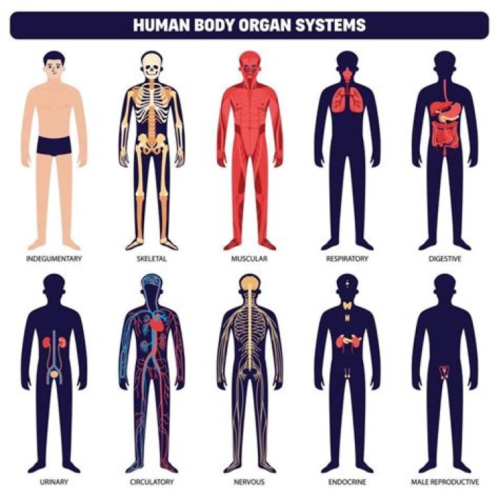 What would happen if an organ system failed?