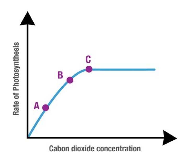 What would happen if the rate of photosynthesis decreased?
