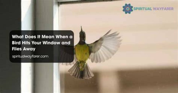 When a bird flies into your window?