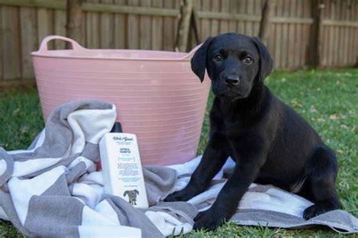 When can I wash my puppy for the first time?